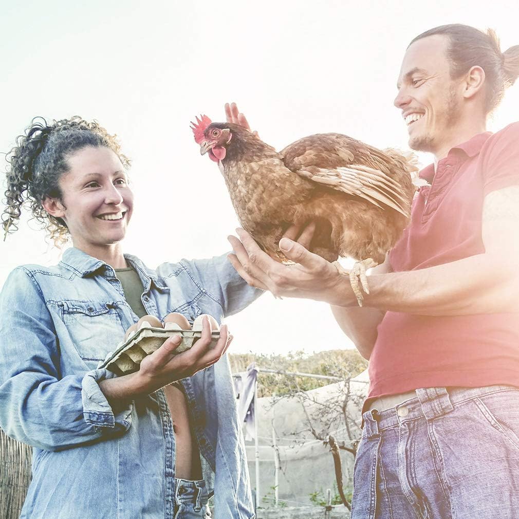 Outdoor chicken coop highlighting strong solid wire construction