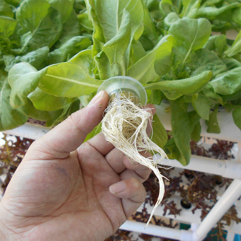Indoor Hydroponic Garden Growing System