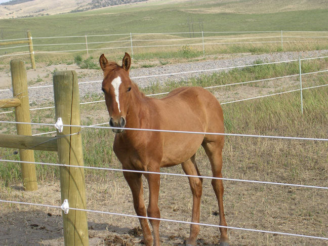 S150_Solar_Fence_Energiser10_SFEFX4FR809Q.jpg