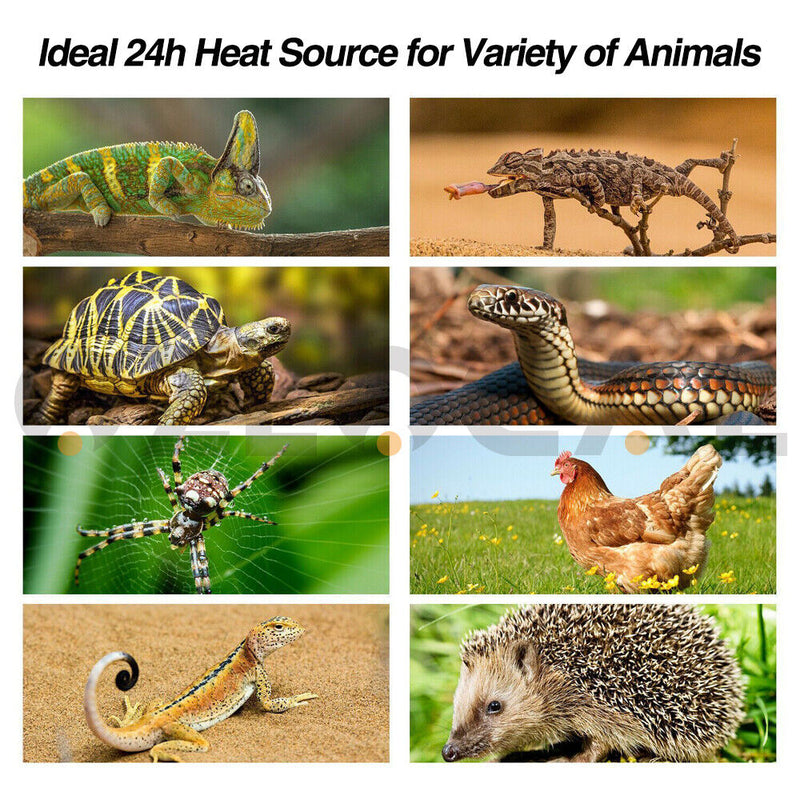 Reptile Heat Lamp 100W