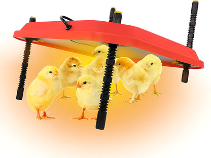 Top angle of chicken heating plate brooder warming area