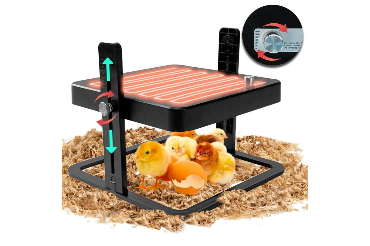 Top view of chicken heating plate brooder with black aluminium surface