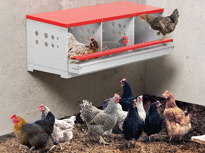 Chicken Nesting Box with 3 Holes
