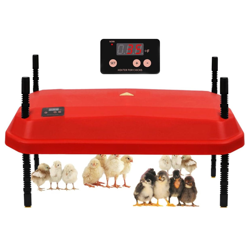 Chicken heating plate brooder showing adjustable height bracket