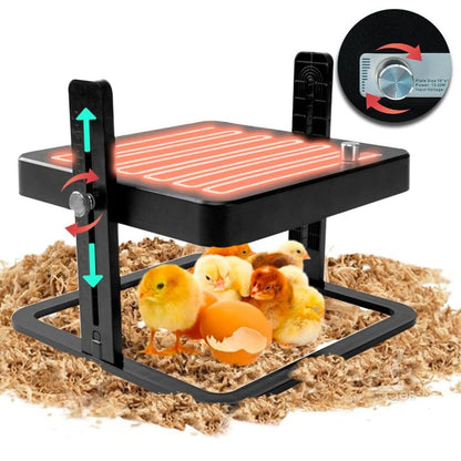 Chicken heating plate brooder showing adjustable height feature