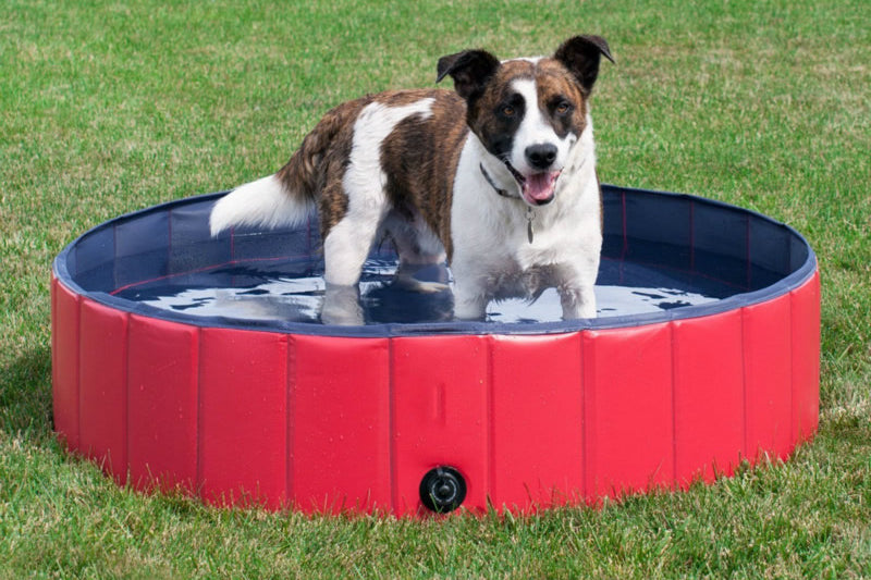 Dog Pet Swimming Pool