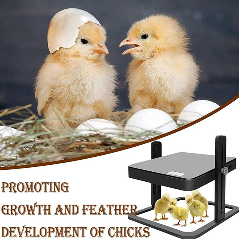 Chicken Heating Plate Brooder