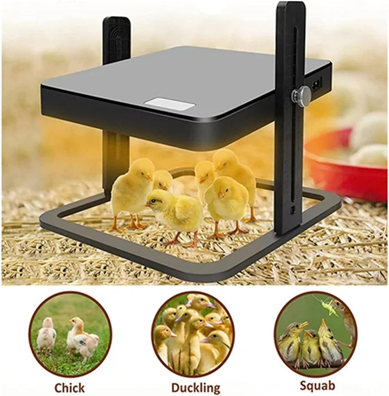 Chicken Heating Plate Brooder