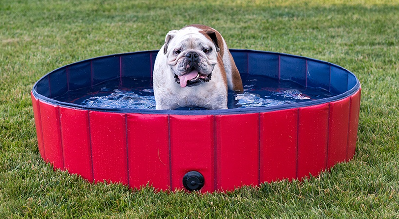 Dog Pet Swimming Pool